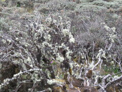 Teloschistes flavicans