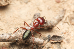 Melophorus rufoniger