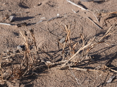 Cenchrus tribuloides