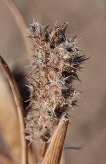 Cenchrus tribuloides