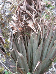 Puya clava-herculis