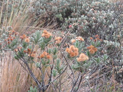 Linochilus rupestris