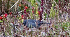 Scytalopus opacus