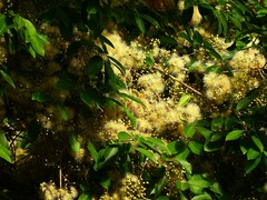 Syzygium tierneyanum