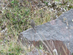 Geospizopsis unicolor