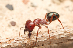 Melophorus rufoniger