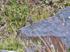 Geospizopsis unicolor