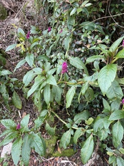 Phytolacca bogotensis
