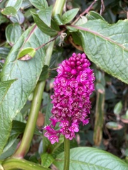 Phytolacca bogotensis