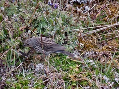 Geospizopsis unicolor