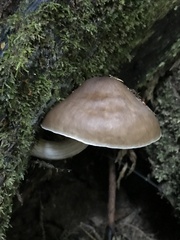Pluteus exilis