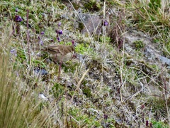 Cinclodes albidiventris