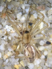 Linyphiidae