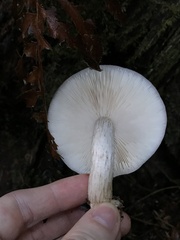 Pluteus exilis