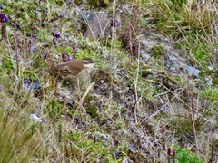 Cinclodes albidiventris