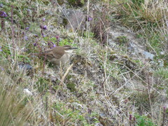 Cinclodes albidiventris