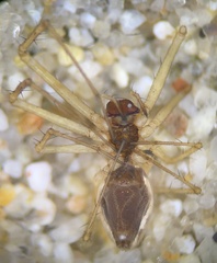 Linyphiidae