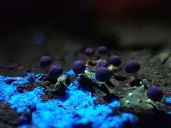 Prototrichia schroeteri