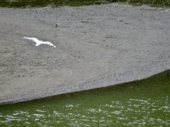 Chroicocephalus serranus