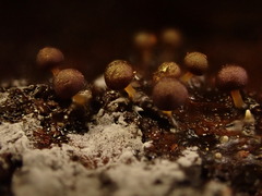 Prototrichia schroeteri