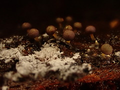 Prototrichia schroeteri