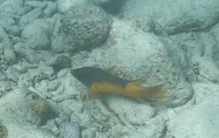 Bodianus rufus
