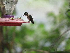 Chaetocercus mulsant