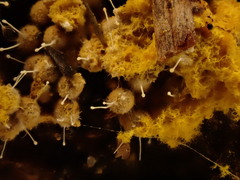 Polycephalomyces tomentosus