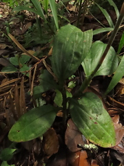 Microchilus