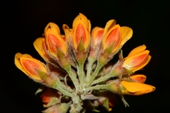 Oxylobium ellipticum