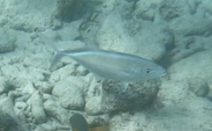 Caranx ruber
