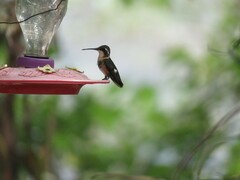 Chaetocercus mulsant