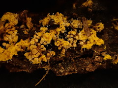 Polycephalomyces tomentosus