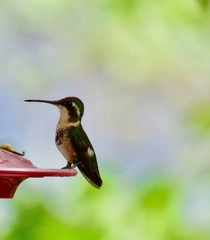 Chaetocercus mulsant