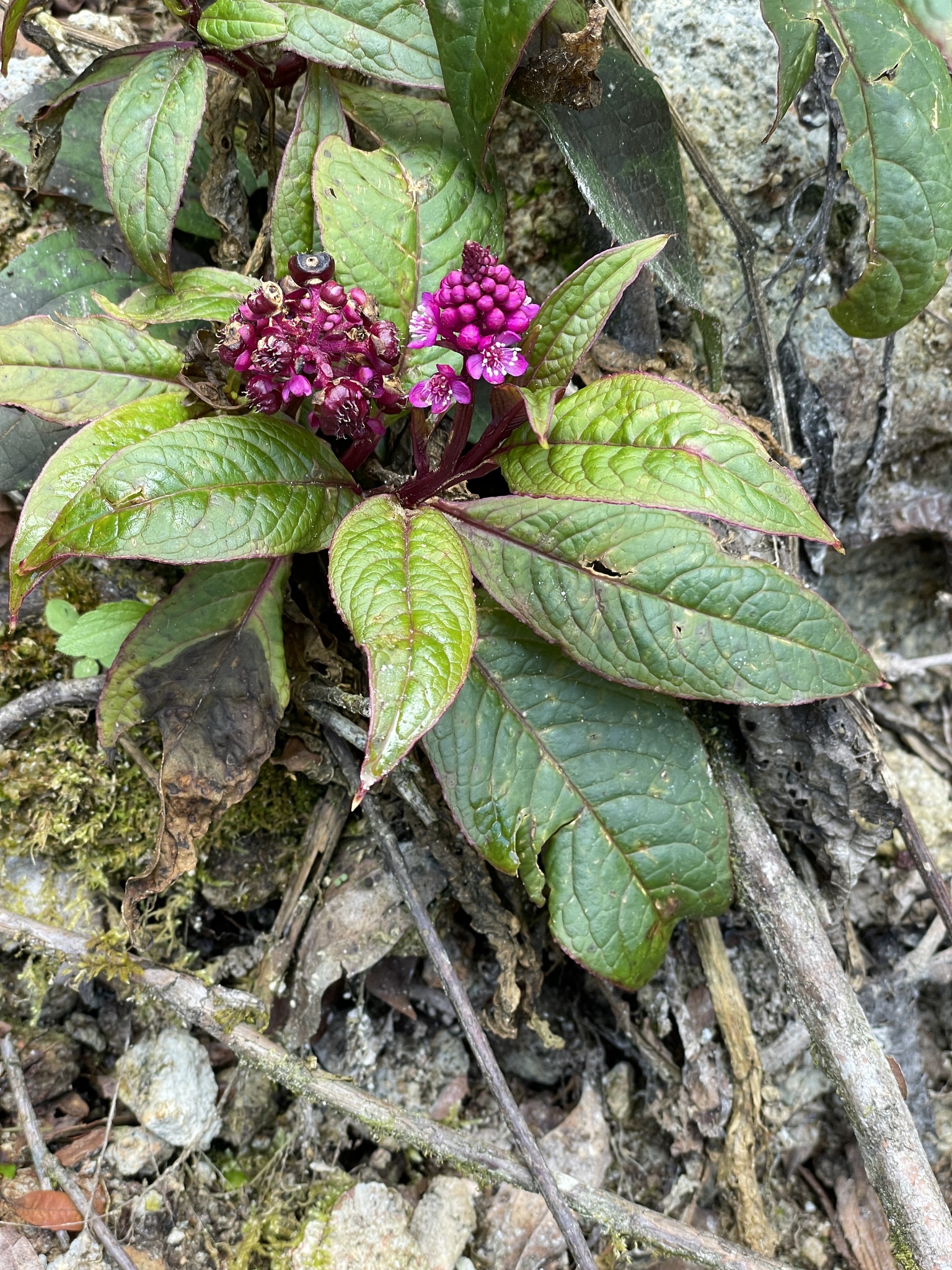 Phytolacca bogotensis image