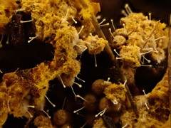 Polycephalomyces tomentosus