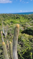 Pilosocereus