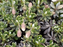 Celmisia brevifolia