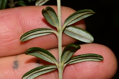 Oxylobium ellipticum