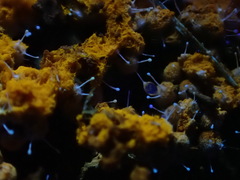 Polycephalomyces tomentosus