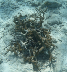 Acropora cervicornis