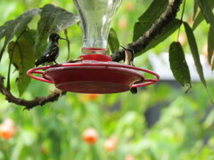 Chaetocercus mulsant