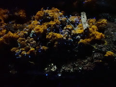 Polycephalomyces tomentosus