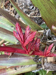 Bromeliaceae