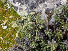 Celmisia brevifolia