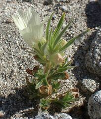Mohavea confertiflora