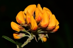 Oxylobium ellipticum