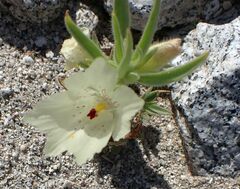 Mohavea confertiflora