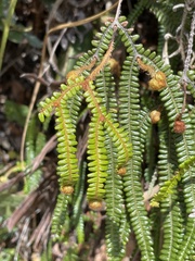 Gleicheniaceae