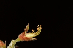 Oxylobium ellipticum